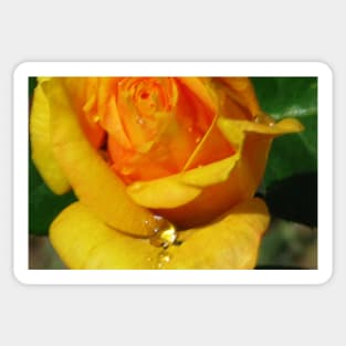 Yellow Rose with Water Drop Sticker